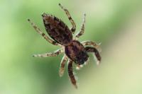 Marpissa muscosa