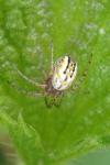Mangora acalypha