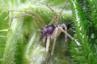 Philodromus dispar