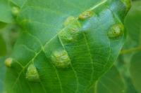 Aceria erinea