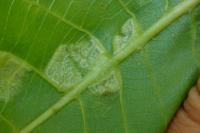 Aceria erinea
