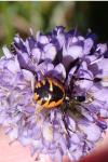 Synema globosum