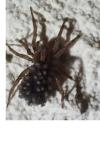 Trochosa