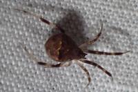 Episinus angulatus