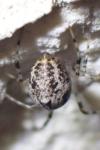 Parasteatoda tepidariorum