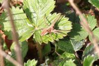 Pisaura mirabilis