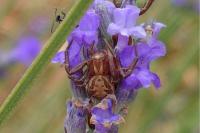 Xysticus