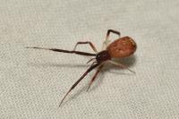 Episinus angulatus