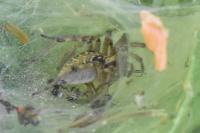 Agelena labyrinthica