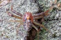 Xysticus lanio