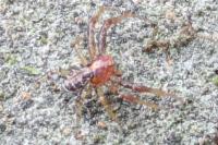 Xysticus lanio