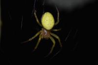Araniella cucurbitina
