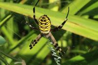 Argiope bruennichi