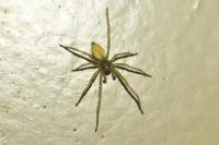 Cheiracanthium mildei
