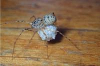 Scytodes thoracica