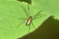 Neriene peltata