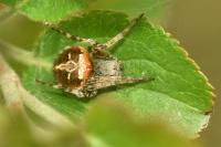 Agalenatea redii