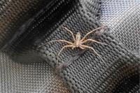 Philodromus