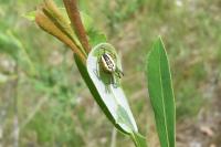 Mangora acalypha