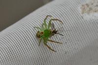 Ebrechtella tricuspidata