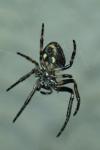 Nuctenea umbratica
