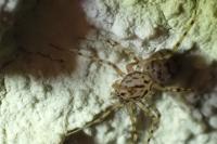 Scytodes thoracica