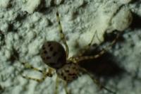 Scytodes thoracica