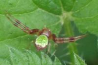 Ebrechtella tricuspidata