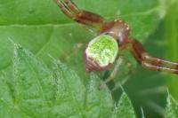 Ebrechtella tricuspidata