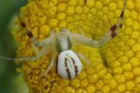 Misumena vatia