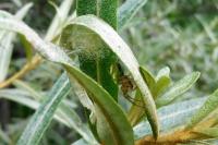 Araniella