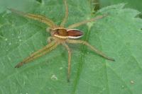 Dolomedes