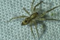 Anyphaena accentuata