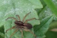 Pardosa