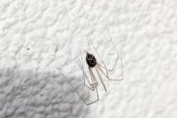 Holocnemus pluchei