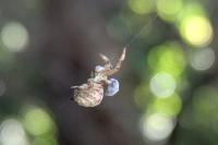 Hyptiotes paradoxus