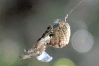 Hyptiotes paradoxus
