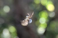 Hyptiotes paradoxus