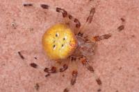 Araneus quadratus