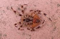 Araneus quadratus