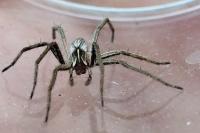 Pisaura mirabilis