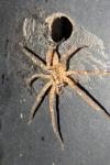 Zoropsis spinimana