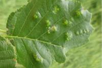 Acalitus brevitarsus