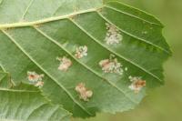 Acalitus brevitarsus