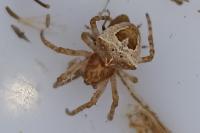 Gibbaranea bituberculata