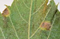 Eriophyes exilis