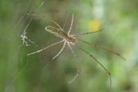 Tetragnatha
