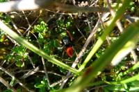 Philaeus chrysops