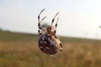 Araneus quadratus
