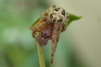 Larinioides cornutus